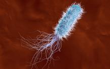 Bacteria: more than one weapon at their disposal
