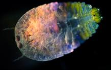 Le plancton mixotrophe, acteur méconnu de la photosynthèse
