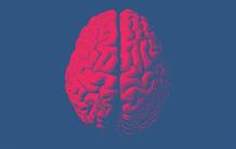 Cerveau : biologie de la frontière entre cerveau et système sanguin