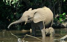 L’éléphant de forêt, gardien de la biodiversité et du climat 