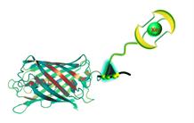Double sonde fluorescence – RMN de protéines 