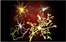 Cerveau : la RMN pour connaitre les structures cellulaires