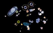 The Tara Oceans mission reveals variations in plankton biodiversity and activity from the equator to the poles
