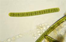 Biomimétisme : la protéine d’une cyanobactérie pour les bioénergies ?