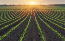 Comment augmenter les rendements agricoles en optimisant la photosynthèse ?