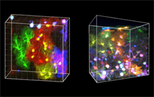 Des couleurs pour traquer les astrocytes en haute résolution