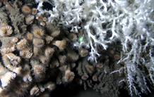 Méditerranée : quel avenir pour les coraux profonds ?