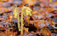 Quel âge a le carbone des orchidées ? 