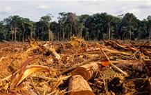 The Brazilian Amazon rainforest has been losing its carbon stock over the past decade