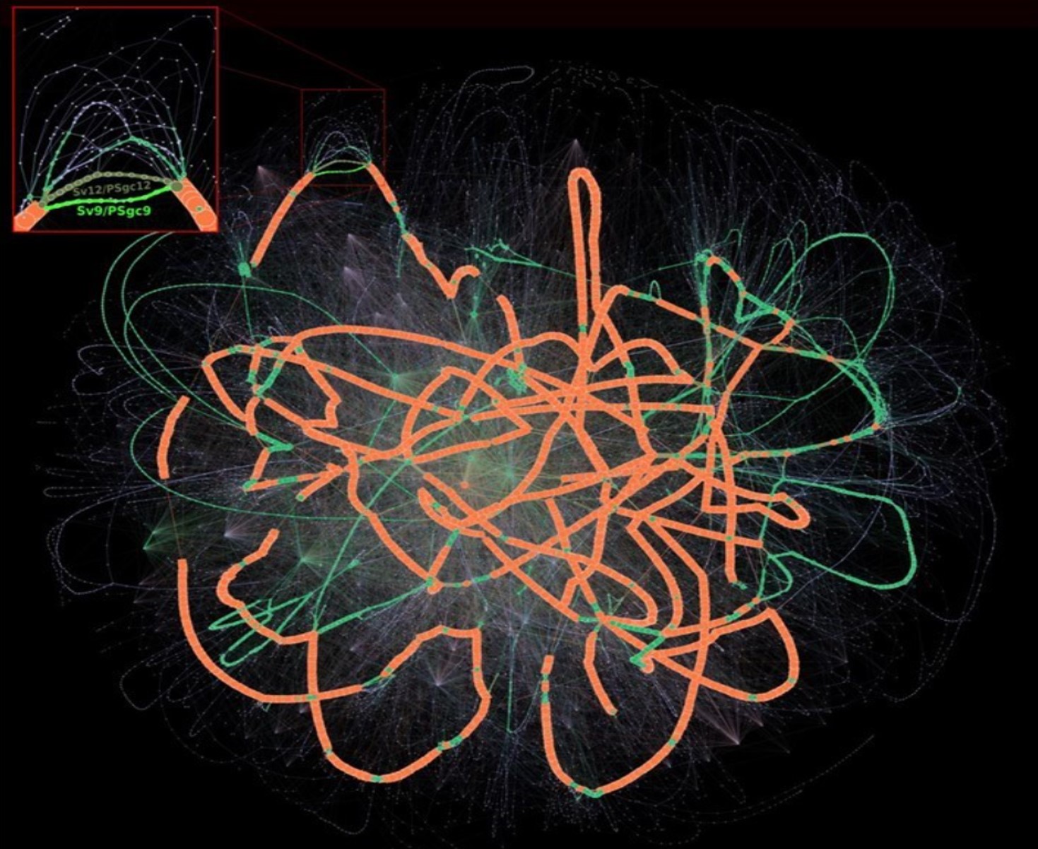 Exemple d'un graphe de pangénome construit à partir de 3 117 génomes d'Acinetobacter baumannii. Les nœuds de couleur orange, verte et bleue correspondent respectivement aux familles de gènes du persistent, shell et cloud. Le cadre en haut à gauche correspond à un zoom sur la région de biosynthèse des polysaccharides de la capsule antigénique. © PLoS