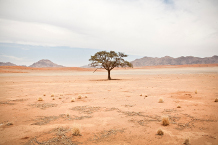 L’épigénétique, un nouveau levier pour favoriser l’adaptation des arbres à la sécheresse 