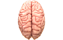 Lire les « lignes » du cerveau grâce à la reconnaissance automatique 