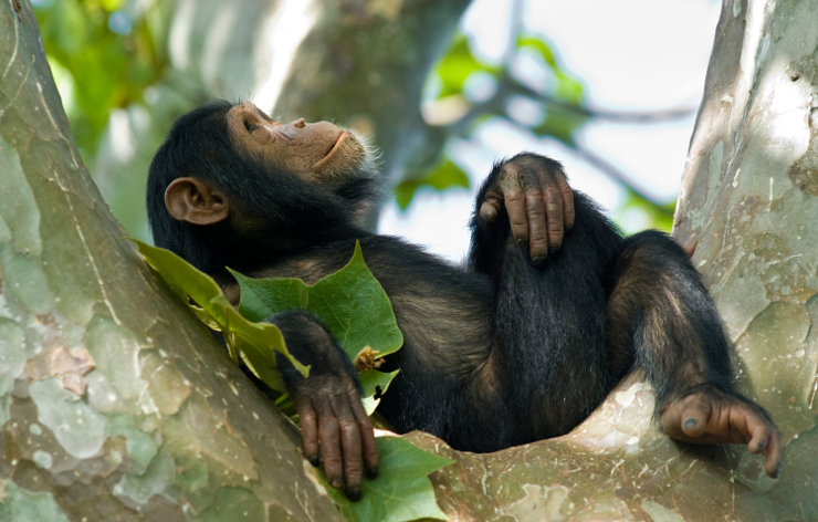 Les primates ne pensent pas comme les humains au repos