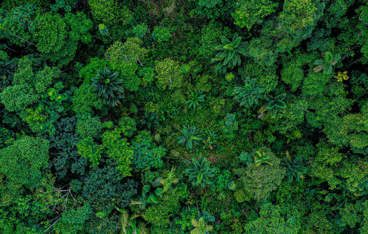 Première cartographie, arbre par arbre, du carbone forestier d’un pays