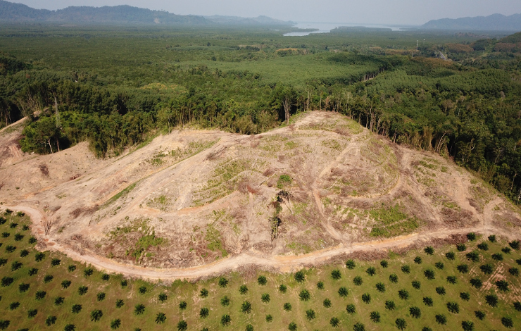 Réduire les pertes de forêts : une déclaration à l’épreuve du carbone
