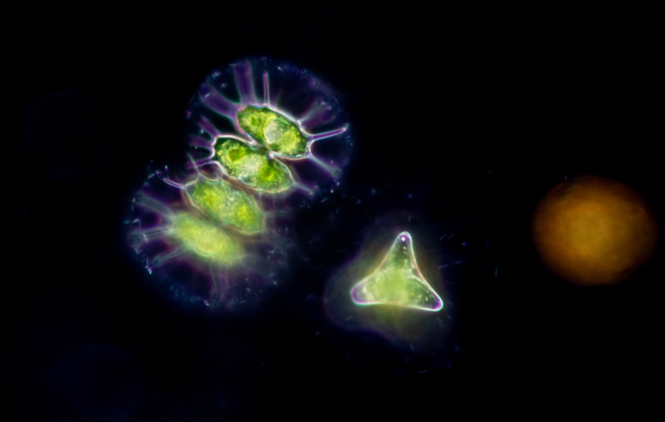 Comment les microalgues marines s’acclimatent à la lumière 
