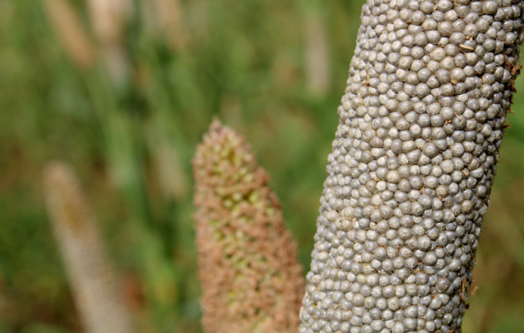 Certain millet genotypes store more carbon in the soil than others