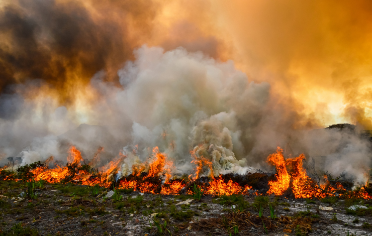 Les dépôts de cendres issus d’incendies éloignés stimulent la croissance de forêts tropicales