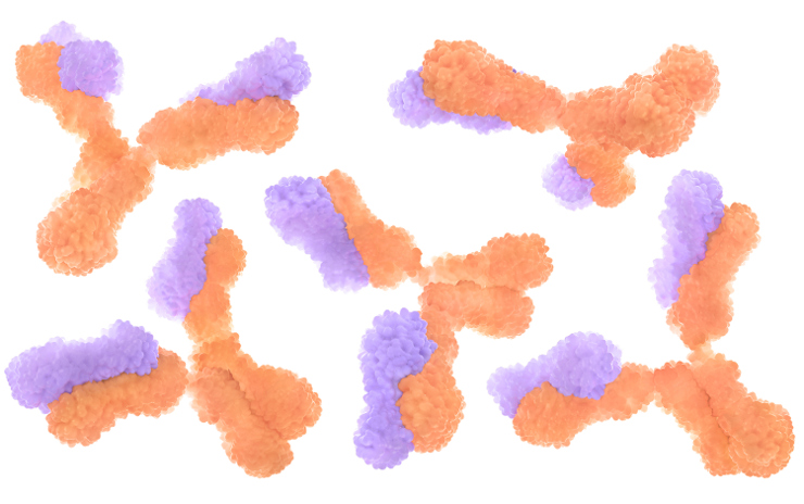 Ingénierie moléculaire des anticorps : de SARS-CoV-1 à SARS-CoV-2 et ses variants