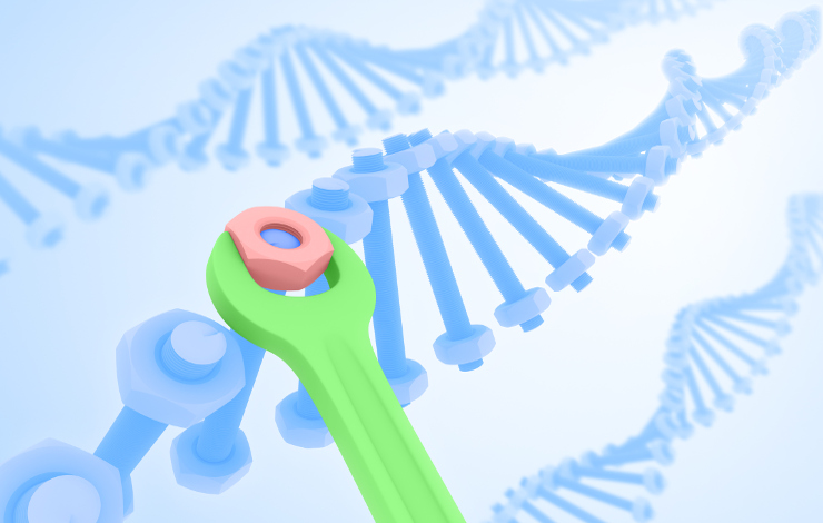 Comment une protéine de réparation de l’ADN scrute le génome à la recherche de lésions oxydatives