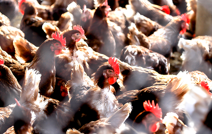 Comment la grippe aviaire pourrait provoquer une grande pandémie 