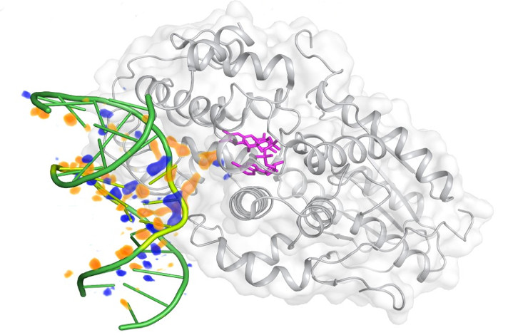 Le « film » moléculaire d’une réparation de l’ADN par une enzyme