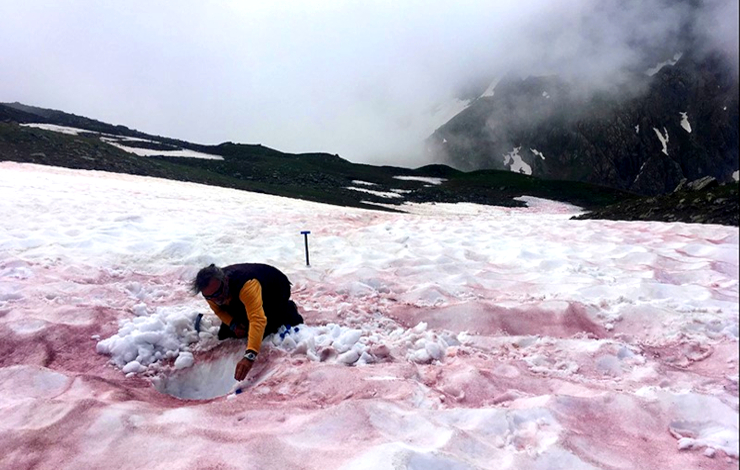 La microalgue alpine « sang des glaciers » livre quelques secrets