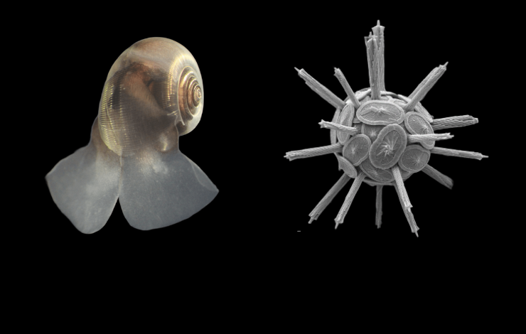 Les planctons calcifiants, un rôle déterminant à intégrer aux modèles climatiques