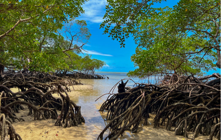 Lancement du projet DOICOM pour analyser le cycle carbone des mangroves