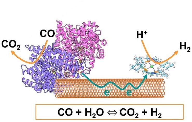 Dispositif bio-hybride pour la synthèse de carburants verts
