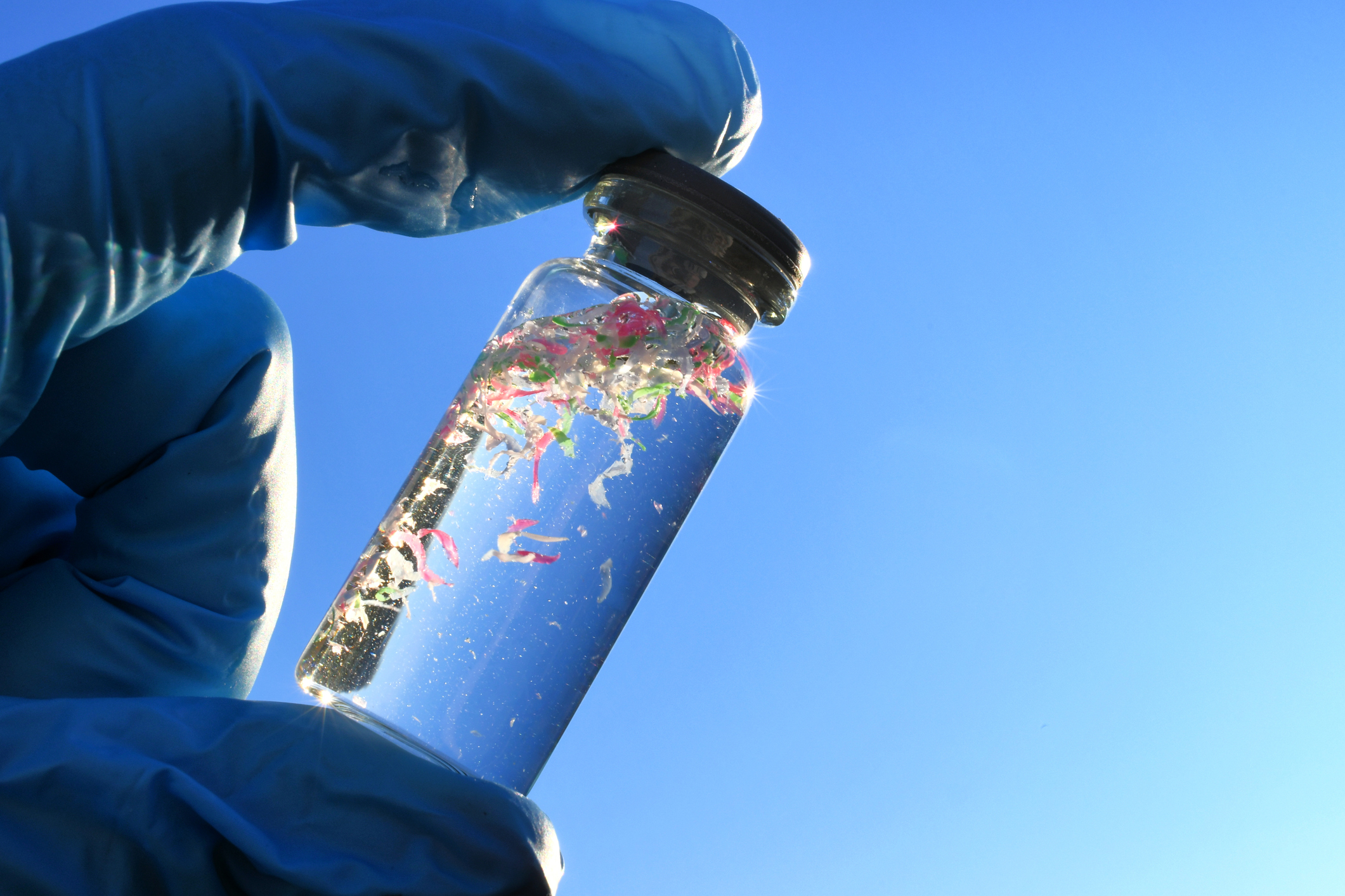 Impact des nano-plastiques sur les cellules immunitaires