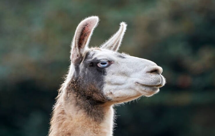 Des anticorps de lama comme piste thérapeutique contre la schizophrénie