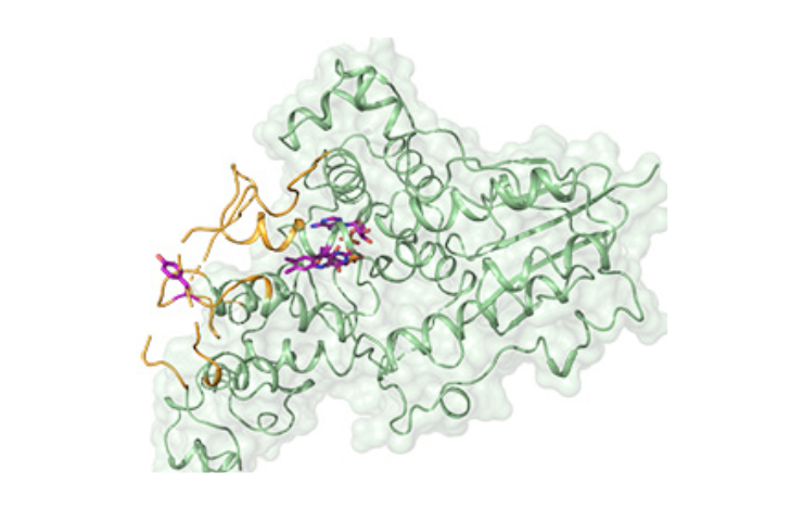 Cryptochromes : dans leur structure, les secrets de notre horloge biologique et de la boussole des oiseaux