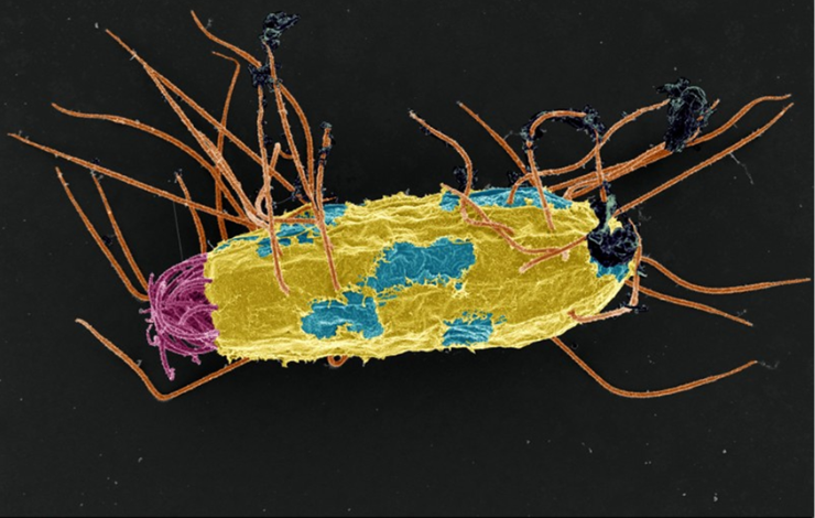 Des bactéries comme boussole chez un micro-eucaryote