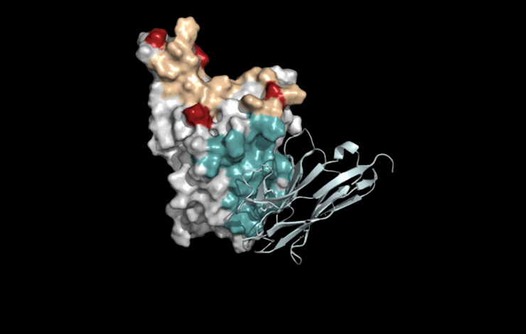 Quel risque de réponse immunitaire contre les nanocorps ?