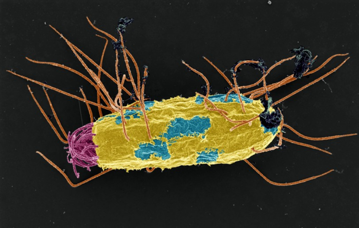 Des bactéries comme boussole chez un micro-eucaryote