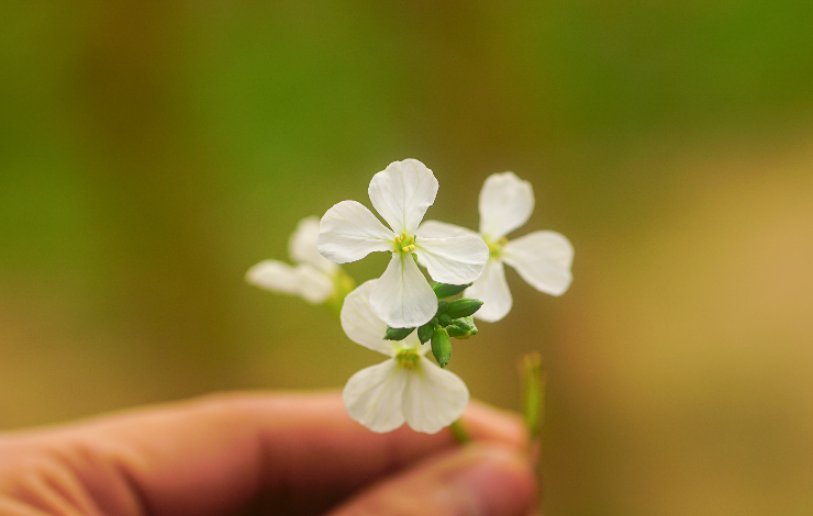 Première édition épigénétique à effet multi-échelle chez une plante, de la transcription génique au développement