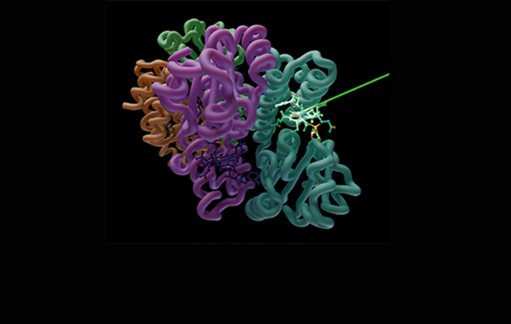 Comment un photorécepteur à vitamine B12 détecte la lumière