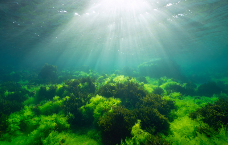 Quand les microalgues règlent leur horloge biologique sur le soleil