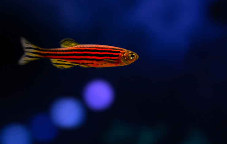 Traduire l’activité cérébrale spontanée d’un poisson-zèbre à l’autre