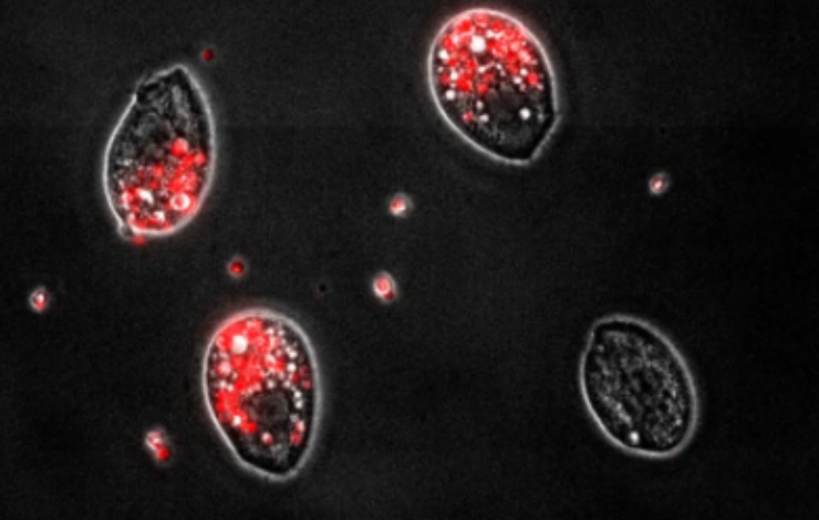 Aux origines des photosymbioses, le rôle clé de l’oxygène