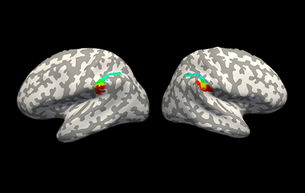 Comment le cerveau traite-t-il la représentation des nombres entiers et des fractions ?