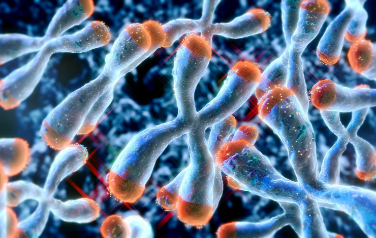 La protéine qui protège les télomères du système de réparation de l’ADN