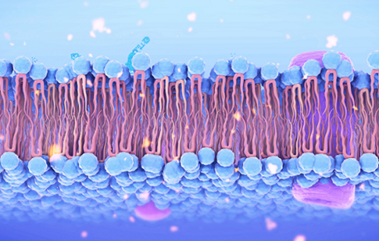 Une protéine clef dans le transport membranaire de lipides