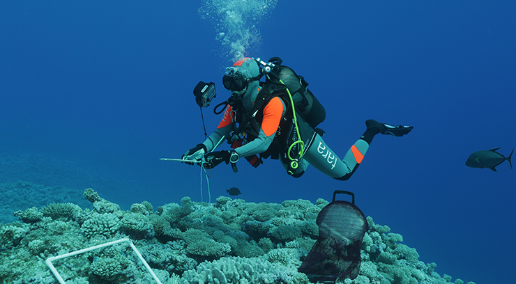 Interactions et adaptations des organismes dans et avec leur environnement