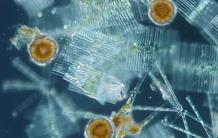 Microplancton : premiers regards sur un univers inconnu