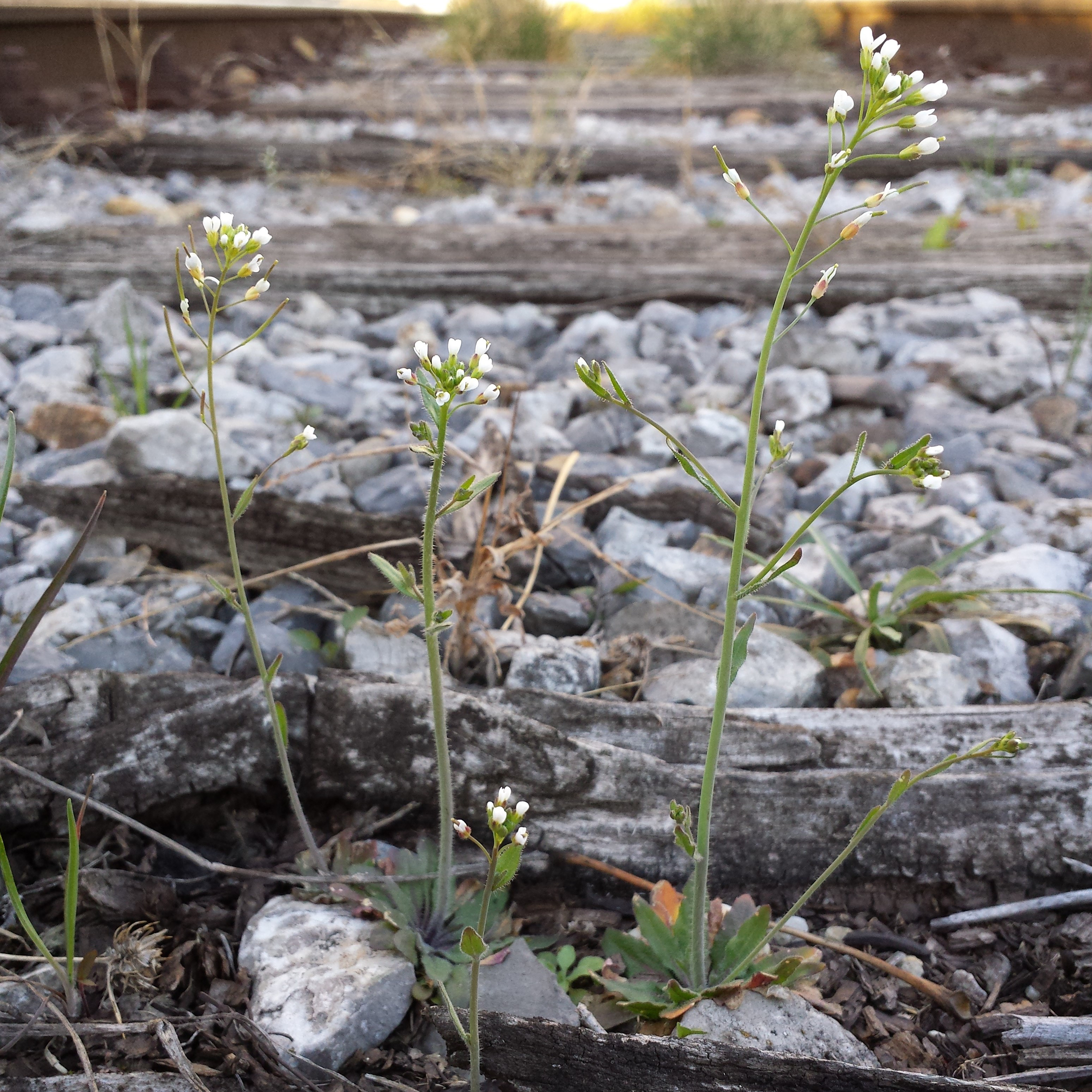 Arabidopsis_thaliana_2.jpg