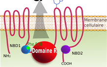 Mucoviscidose : vers une stratégie alternative