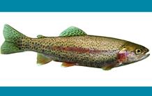 Rainbow trout: a surprising genome