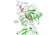Un premier pas vers des inhibiteurs des collagénases